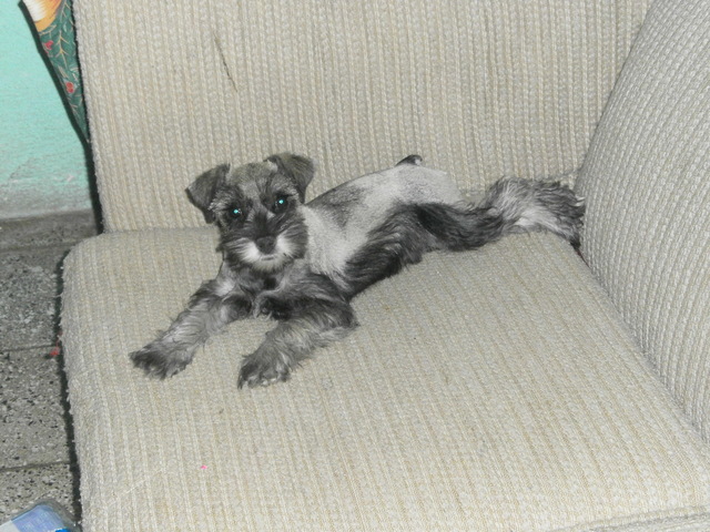 Mi primera mascota - Mi hogar