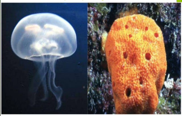 El surgimiento del sistema nervioso