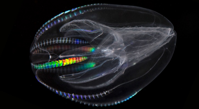El surgimiento de las primeras neuronas.