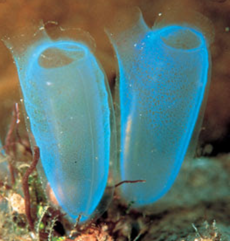 Surgimiento de la primera agrupación neuronal.