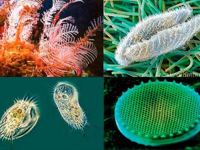 DESCUBRIMIENTO DEL REINO PROTISTA Y MONERA