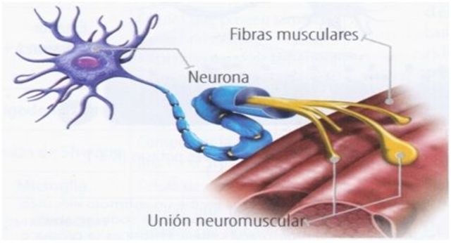 Dos grupaciones de neuronas en la actualidad
