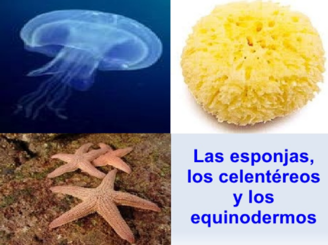 La aparición de al menos dos tipos de organización nerviosa.