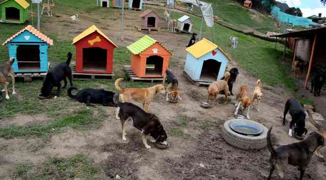 I will have a animal foundation