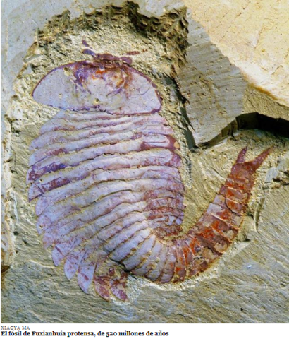 El surgimiento del primer cerebro.