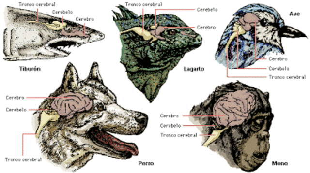 Relación tamaño cuerpo - cerebro