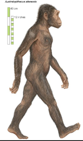 El surgimiento de los homínidos y de las características únicas de su cerebro.