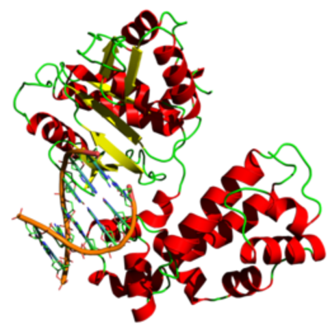 Aislamiento de la DNA polimerasa