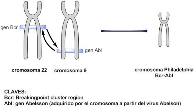Descubrimiento del cromosoma Philadelphia como marcador de la leucemia mielógena aguda