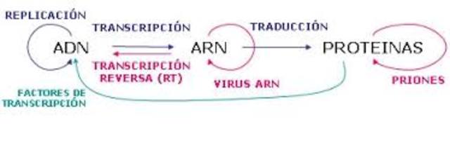 James Watson & Francis Crick