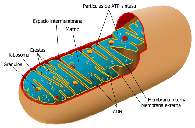 Se descubre DNA en la mitocondria