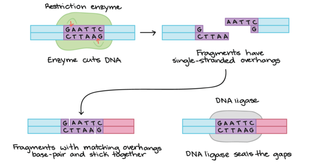 Clonación de moléculas de DNA en distintas células