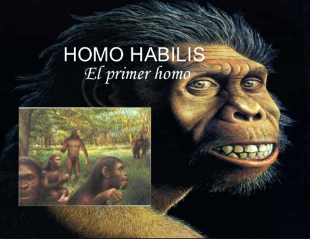 Homo habilis