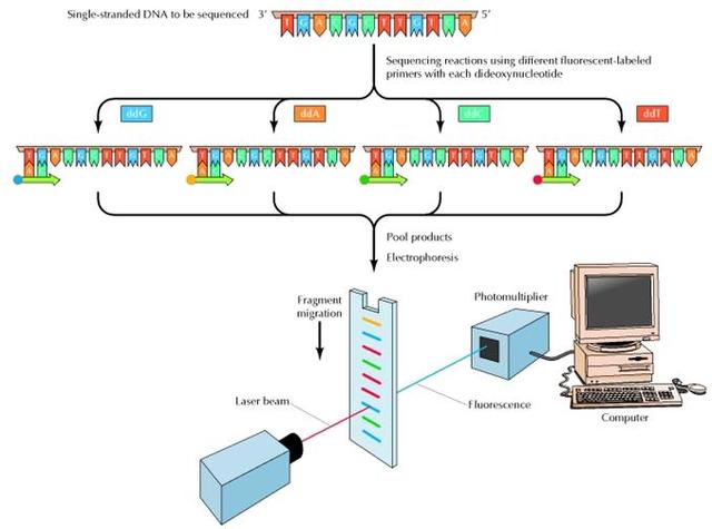 Secuenciador automático de DNA