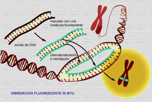 Hibridación flurescente in situ (FISH)