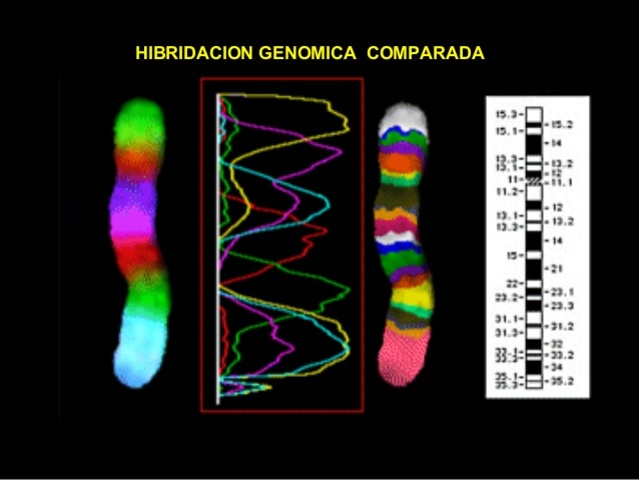 Hibridación genómica comparativa (CGH)