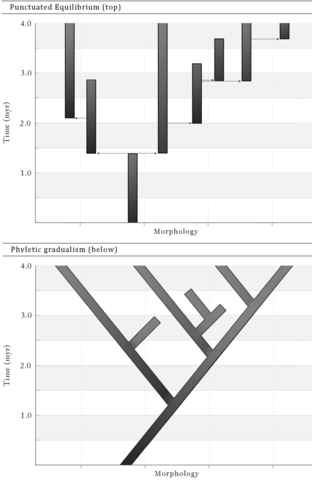 Gould: Punctuated Equilibria 1