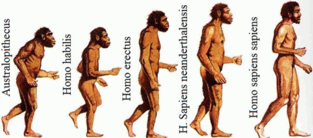 Hominidos