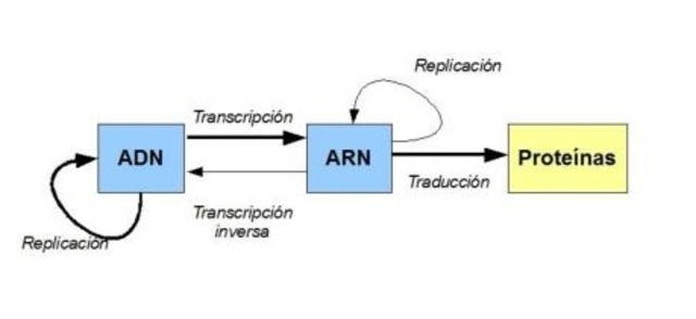 Howard Temin "Transcripción inversa del DNA"