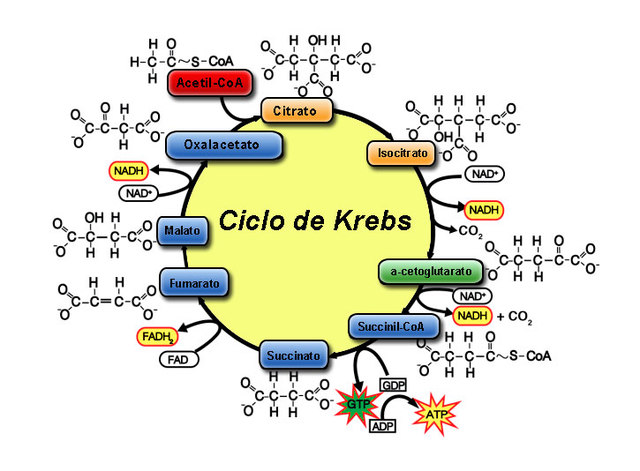 CICLO DE KREBS