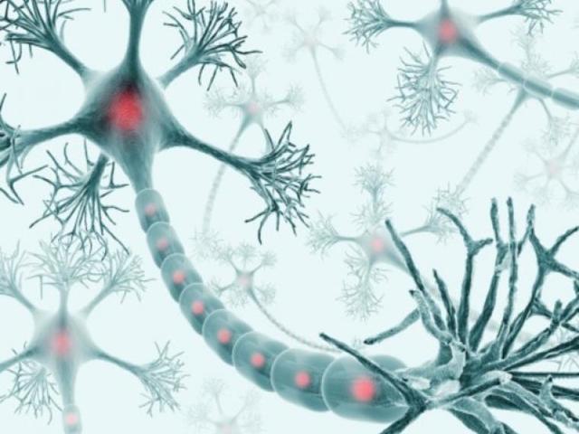 Surgimiento del Sistema Nervioso