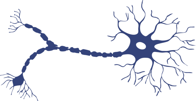 Surgimiento de las Primeras Neuronas