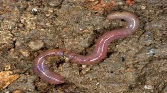 Organización Neuronal: Ganglios Segmentarios