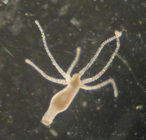 Organización Neuronal: Redes Nerviosas