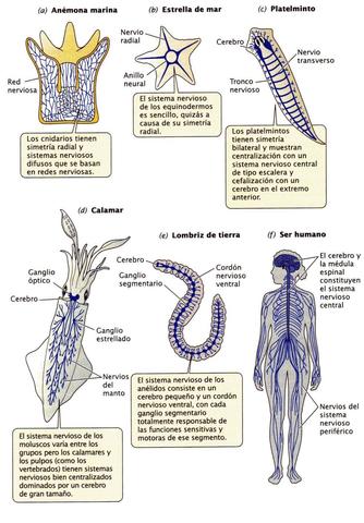 Organización Nerviosas en la Naturaleza