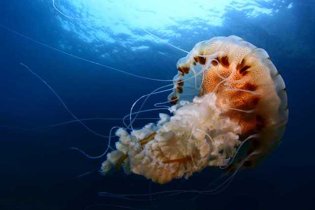 Organización Neuronal: Redes Neuronales