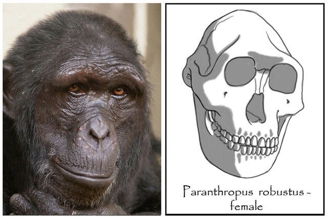 Paranthropus Robustus