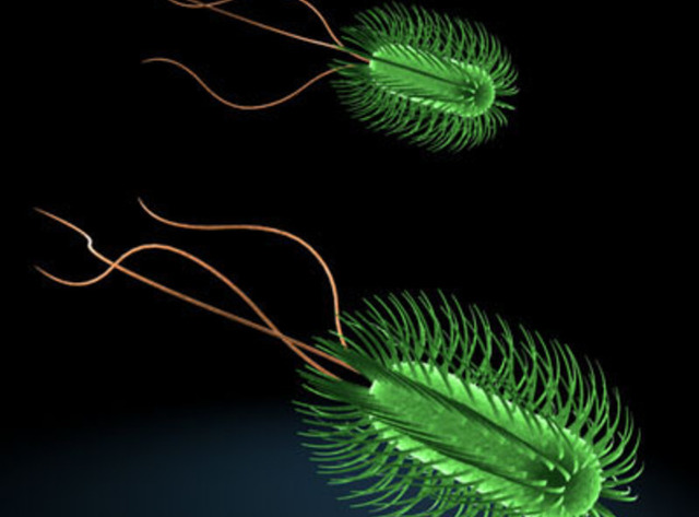 The Escherichia coli bacterium