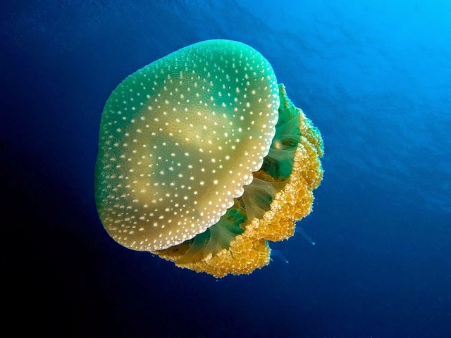 Primer surgimiento del sistema nervioso