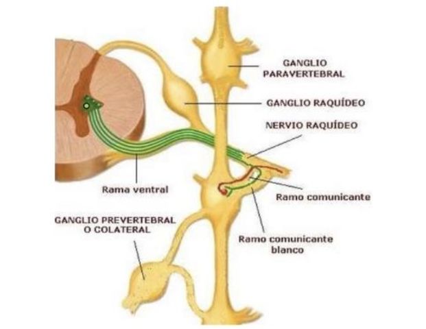 Sistema Nervioso Ganglionar
