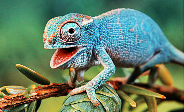 Hemisferios Cerebrales