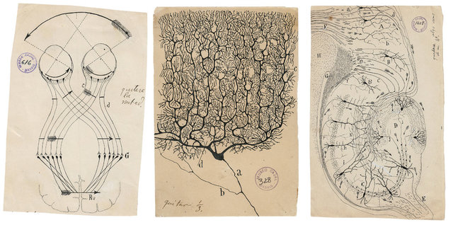 Santiago Ramón y Cajal (Padre de la neurociencia moderna)