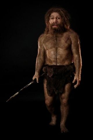 Homo Neanderthalensis