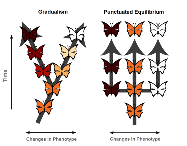 Punctuated Equilibrium