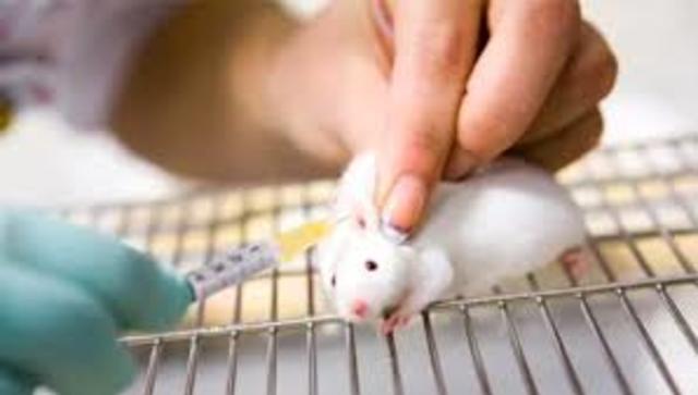 Primeros estudios genéticos con ratones