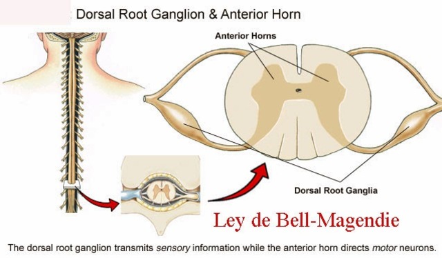 Ley de Bell y Magendie (Fisiología y Psicología Experimental)
