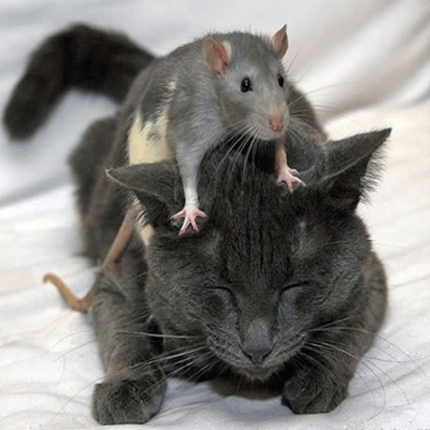 First cloned mascot.