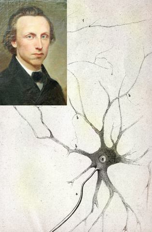Otto Friedrich Karl Deiters (The Journal of Comparative neurology -2013-)