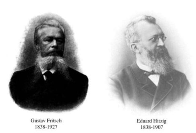 Gustav Fritsch (1838-1927) y Edward Hitzig (1838-1907)