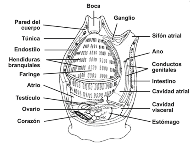 Urocordados (tunicados primer cerebro)