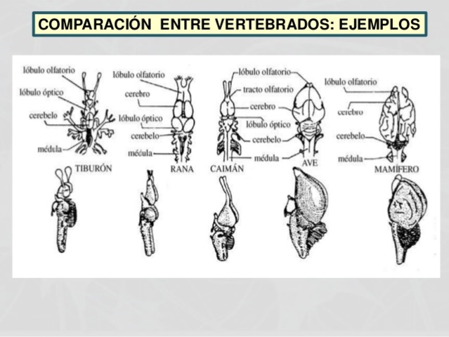 Vertebrados