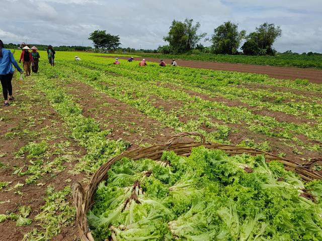 Field visit farmers Tuek Vil, Kandal