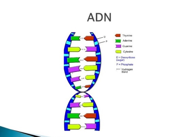 ADN