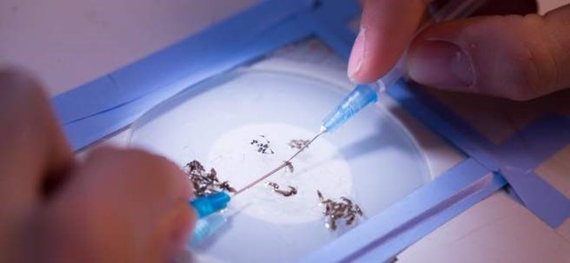 descubre el origen parasita