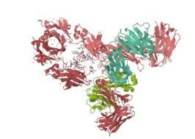 Macromoléculas biológicas