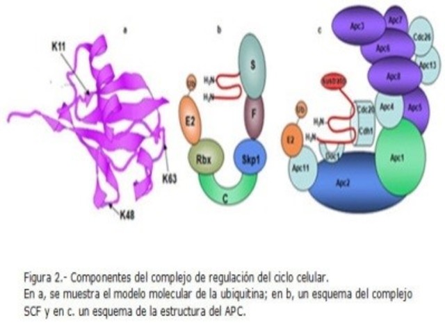 Degradación proteica